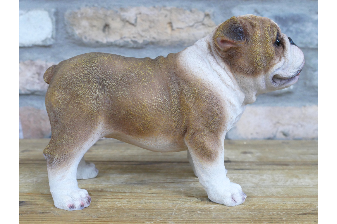 Bulldog