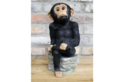 Monkey Sat On Rocks