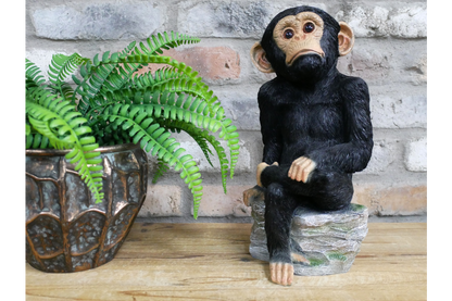 Monkey Sat On Rocks