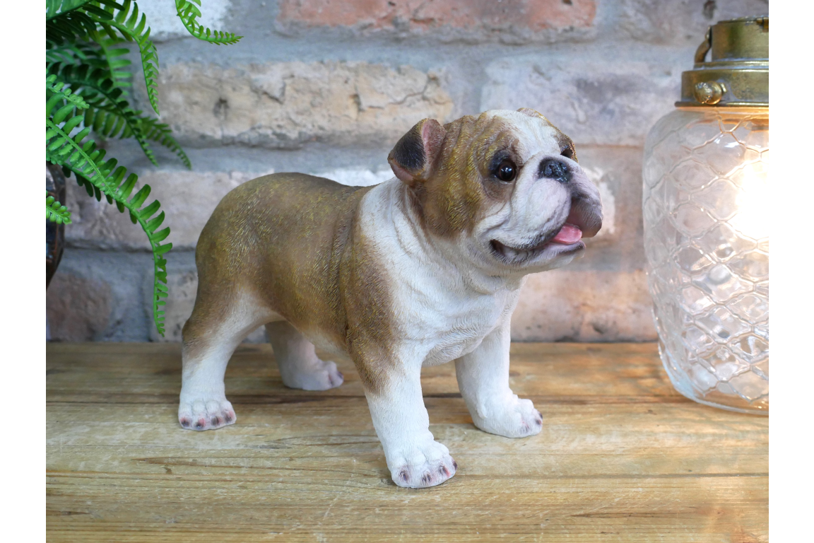 Bulldog