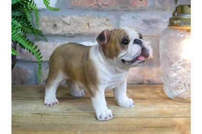 Bulldog