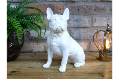 White Dog (Frenchie)