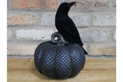 Crow On Pumpkin