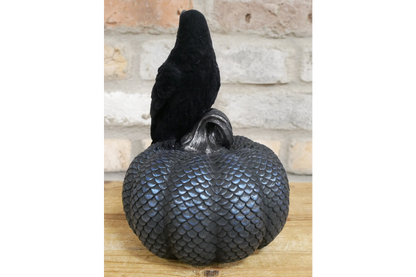 Crow On Pumpkin