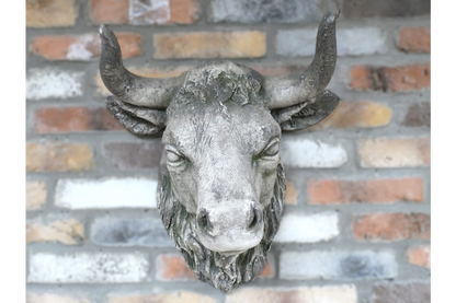 Cow Head