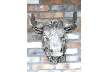 Cow Head