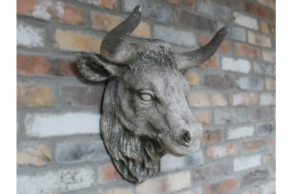 Cow Head
