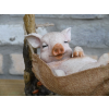 Pig In Hammock