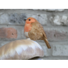 Robin On Top Of Mushrooms