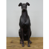 Sitting Dog