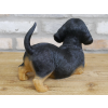 Playful Puppy