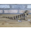 Lizard