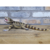Lizard