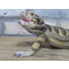 Lizard