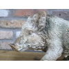 Wild Boar