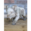 Wild Boar