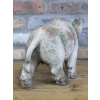Wild Boar