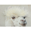 Llama With Fringe
