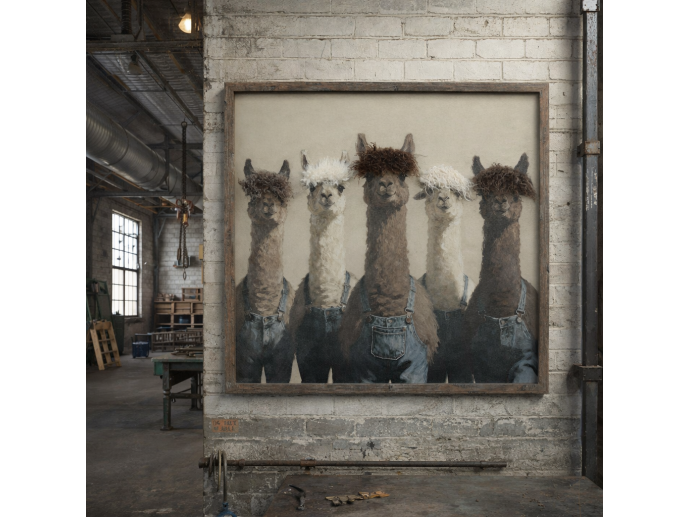 Llama's In Dungarees