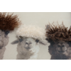 Llama's In Dungarees
