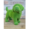Grassy Dog