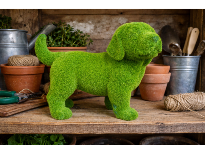 Grassy Dog