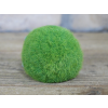 Grassy Hedgehog