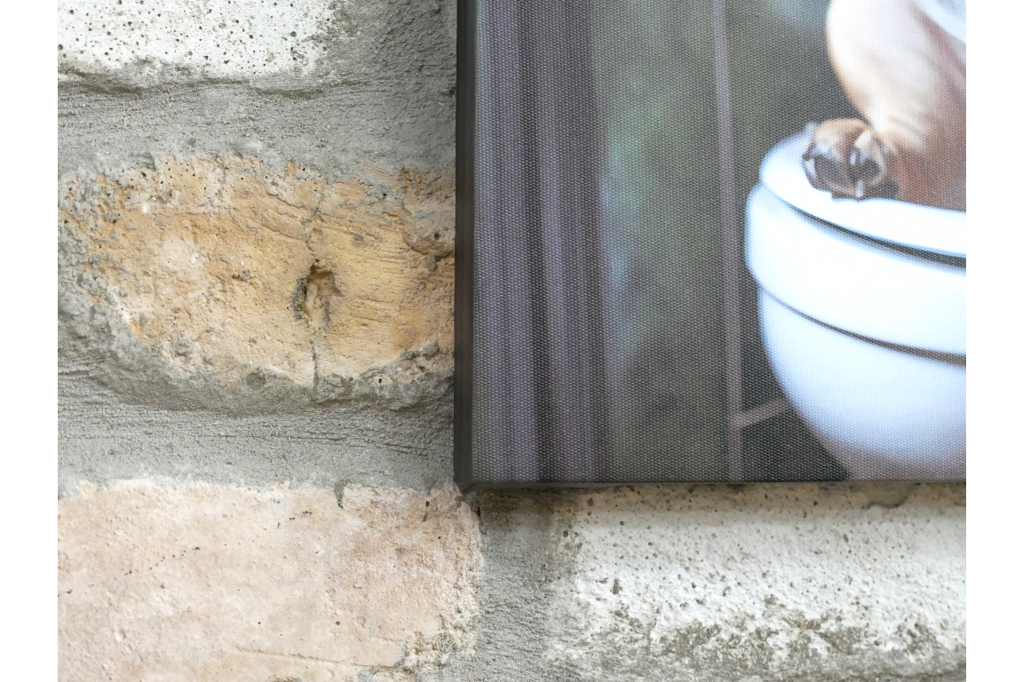 French Bulldog on Toilet Canvas Print - Funny Bathroom Frenchie Wall Art