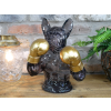 Frenchie Boxer - Translucent