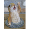 Meerkat