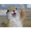 Meerkat