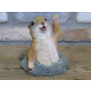 Meerkat