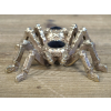 Golden Spider