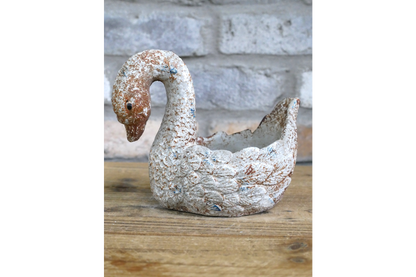 Swan