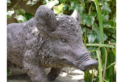 Pig