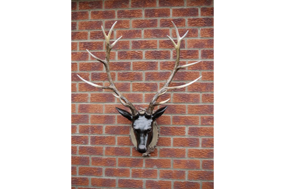 Stag Head - Large