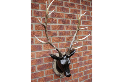 Stag Head - Large