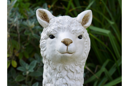 Llama (White)