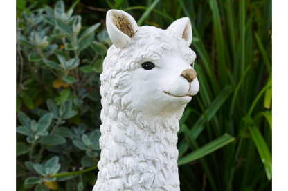 Llama (White)
