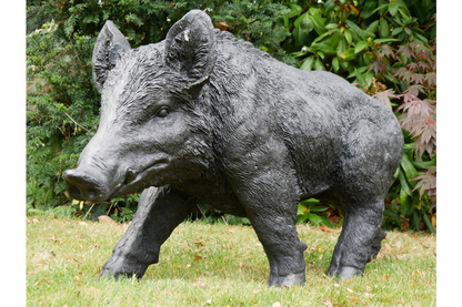 Large Boar