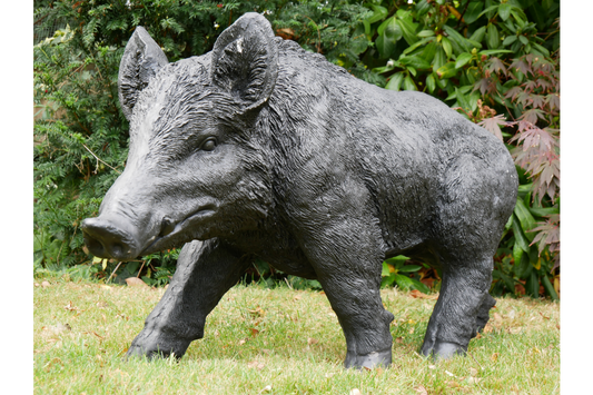 Large Boar