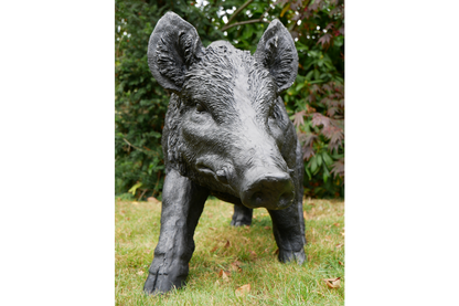 Large Boar