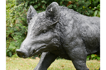 Large Boar