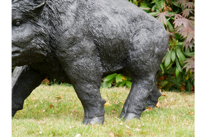 Large Boar