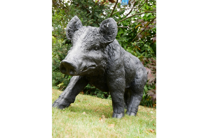 Large Boar