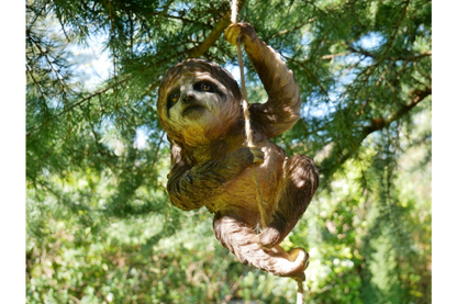 Climbing Sloth