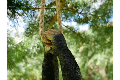 Climbing Monkey