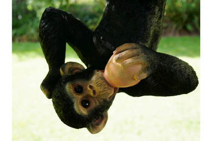 Climbing Monkey