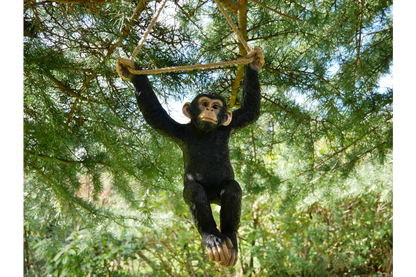 Climbing Monkey