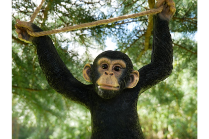 Climbing Monkey